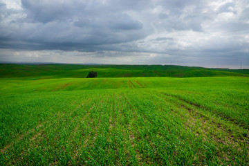 Obraz premium fields