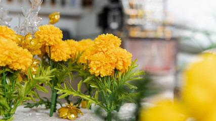 wild tropical plants and flowers in natural habitat