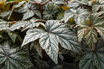 Colorful Foliage