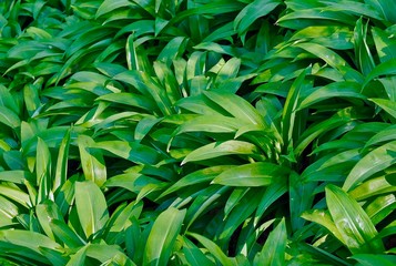 Obraz premium Edible field of wild garlic plants