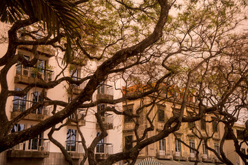 PORTUGAL MADEIRA FUNCHAL JARDIM MUNICIPAL