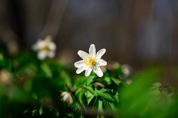 Fototapeta premium white anemones in the forest