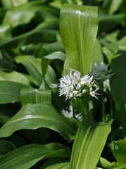 Fototapeta premium Edible field of wild garlic plants