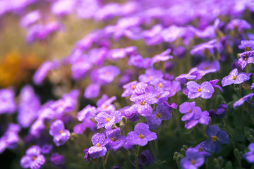 small purple spring flowers