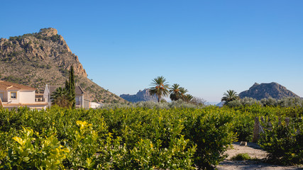 Verde paisaje entre limones y monta&ntilde;as en la huerta de Murcia en Valle de Ricote al Sur de Espa&ntilde;a