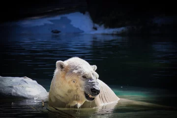 Foto op Canvas A dangerous polar bear roaring and chewing something in his mouth and having bath on a sunny day in a zoo. © Alexey