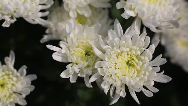 Bunch of blooming white chrysanthemum flower(Chandramallika in Bangla) with buds in a garden with green leaves on background. 