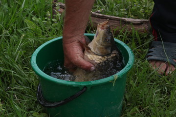 man planting tree