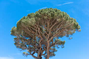 Fototapeta na wymiar Tree with branches