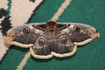 close up of a butterfly on a wooden background