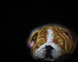 Art painting Fine art Oil color  bulldog   from Thailand