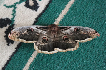 blue morpho butterfly