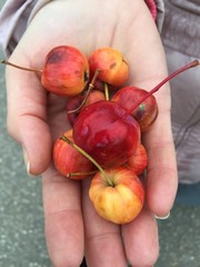 hand holding a bunch of red apples