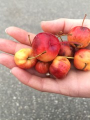 hand holding a peach