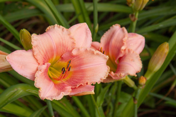Obraz premium pink daylily