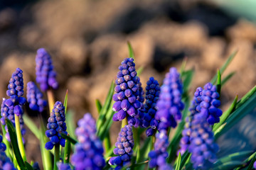 Fototapeta premium blue flowers in the garden
