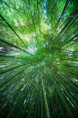 Tree bamboo leafs