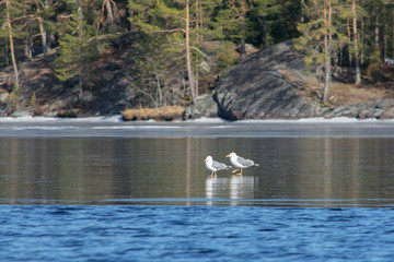 Two European herring gull, maybe a male and a female, walking on a semi-frozen lake or river near a rocky forest on a season that was transitioning from winter to spring.