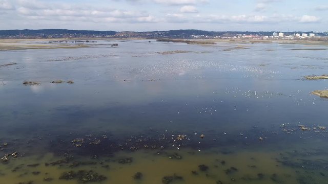 4K aerial photos at the resting place of water birds in flooded fields