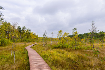 Sestroretsk swamp. Hiking trail in the swamp, Sestroretsk town, Leningrad oblast, Russia.