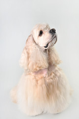 A fawn cocker spaniel sits on a white background