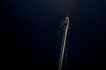 aguja macro, fotografía macro