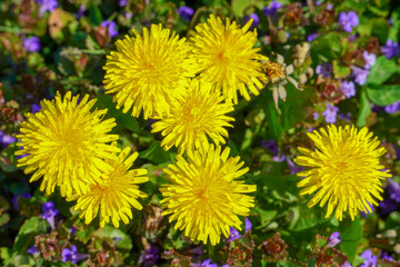 Spring yellow flowers enjoy the sun
