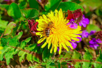 As spring came, so did the bees who began to collect honey.
