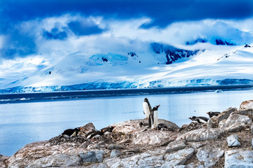 Gentoo Penguins Rookery Snow Mountains Bay Damoy Point Antarctica