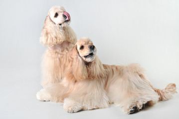 Two fawn cocker spaniels in a studio on a white background