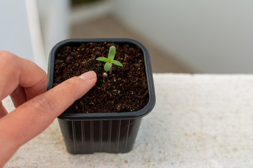 A woman checks soil moisture and watering of a small plant. Seedling growing in a plastic pot, white background. Farming and organic food concept.