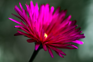 Fototapeta premium Flor