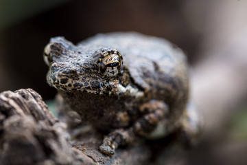 frog on a branch or log