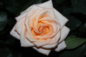 orange rose on black