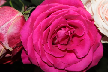 pink rose in the garden