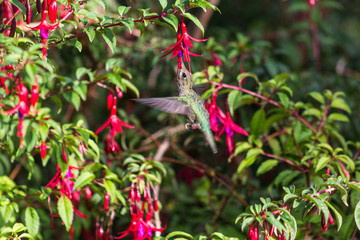 chilean hummingbird and endemic chilean flower	(chilco)
