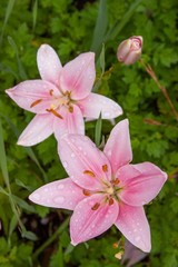 Fototapeta premium pink asiatic lilies