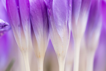 Delicate purple crocuses petals close-up.