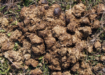 Horse excrement on soil