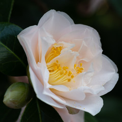 Fototapeta premium White camelia flower in full bloom