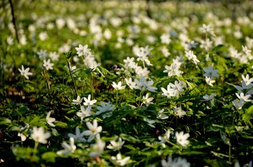 coseup forest covered with anemone flowers. many white wild forest flowers grow in spring. rare flowers rare flowers in the evening sun, floral background