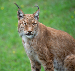 lynx sitting in the green grass