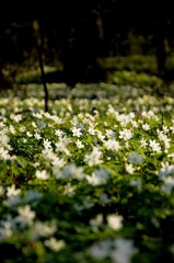 coseup forest covered with anemone flowers. many white wild forest flowers grow in spring. rare flowers rare flowers in the evening sun, floral background