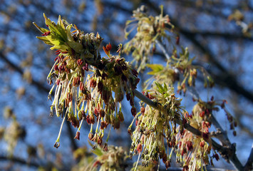 Acer negundo inflorescence
