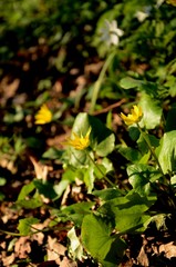 a close-up many yellow Ficaria verna (Ranunculus ficaria) growing in the forest. wild forest flowers, yellow primroses in sunny spring day. medicinal plant growing in the forest