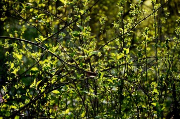closeup of woven tree twigs with young green leaves in sunlight. wild plants in the forest, floral background