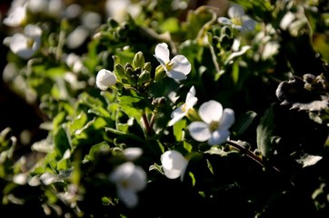 close up white flowers of Arabis caucasica growing on flowerbed in spring sunny windy day. small wild flowers, an evergreen perennial herb