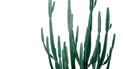 Euphorbia cactus desert garden succulent plant green pattern on white background, clipping path...