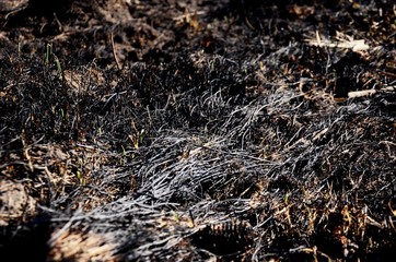 close up burned dry grass on the field. ash and black grass after burning grass in the meadow