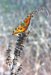 Butterfly on dry grass